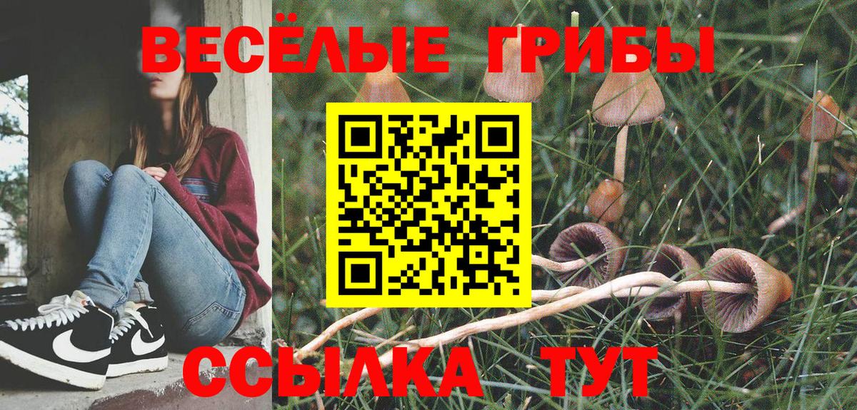 Псилоцибиновые грибы Psilocybine cubensis Черняховск